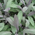 Salvia officinalis 'Purpurea' feuille P19